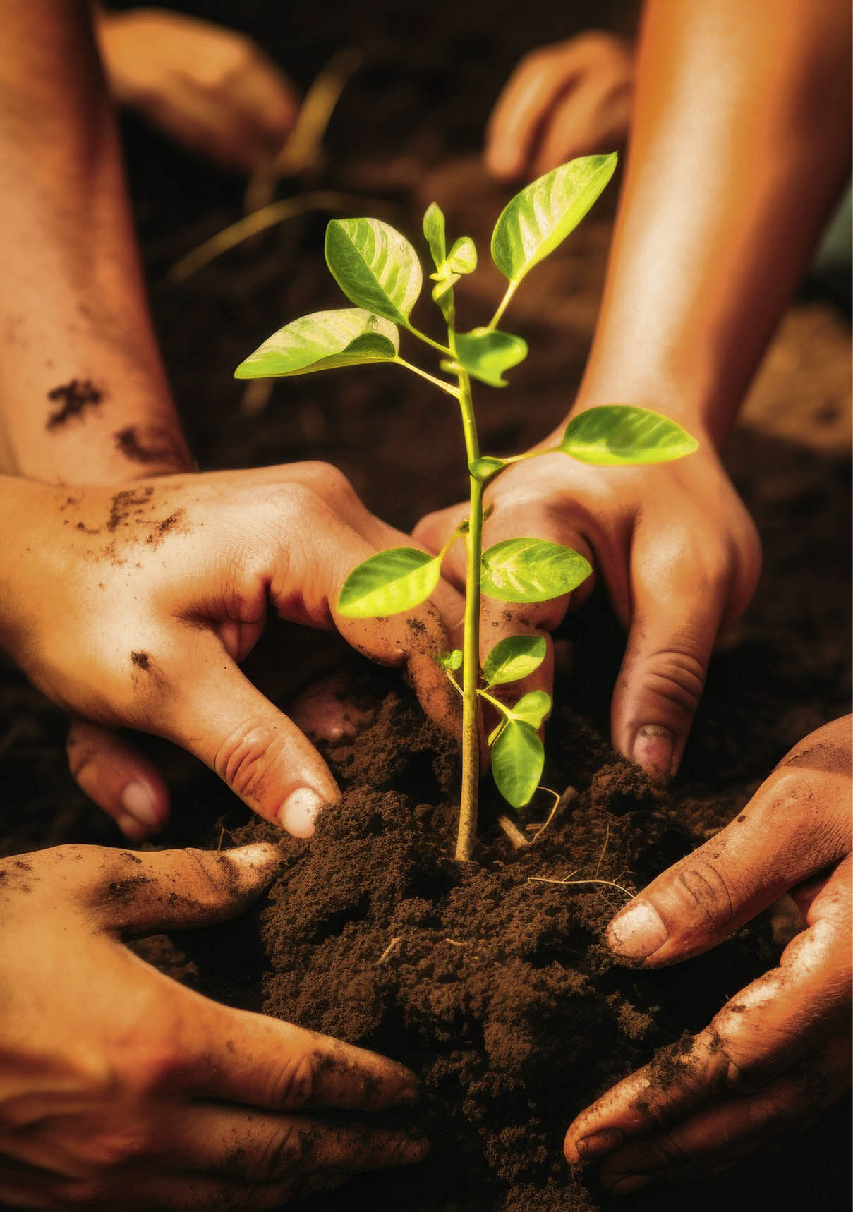 hands from a close-knit community come together to plant a young sapling, symbolizing collective growth, environmental stewardship, and the nurturing bond between people and nature.Generated image.