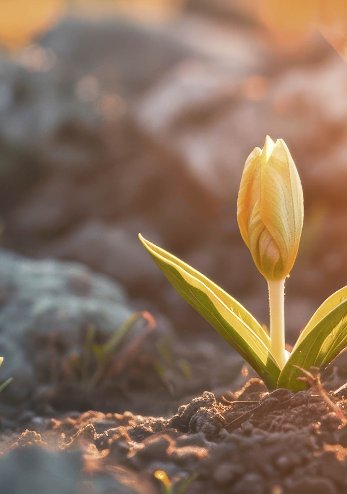 Delicate plant shoot emerging from the earth, illuminated by warm sunlight, emphasizing resilience and new beginnings